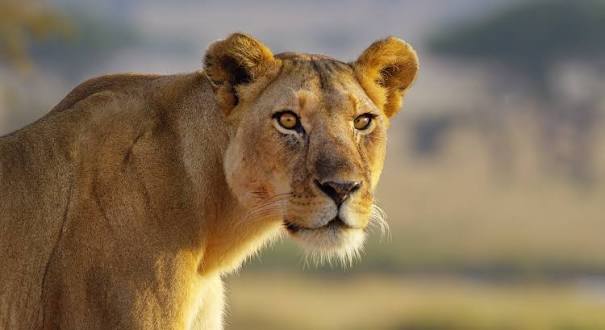 Kenya or Tanzania