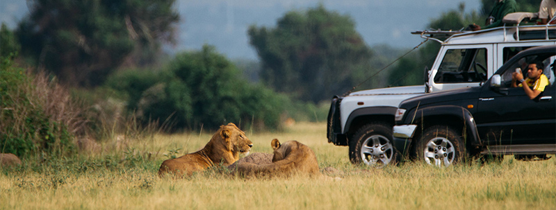 How Much Is a Safari in Uganda?