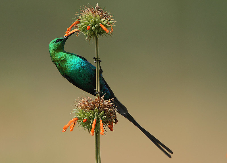 Bird Watching in Volcanoes National Park: A Complete Guide