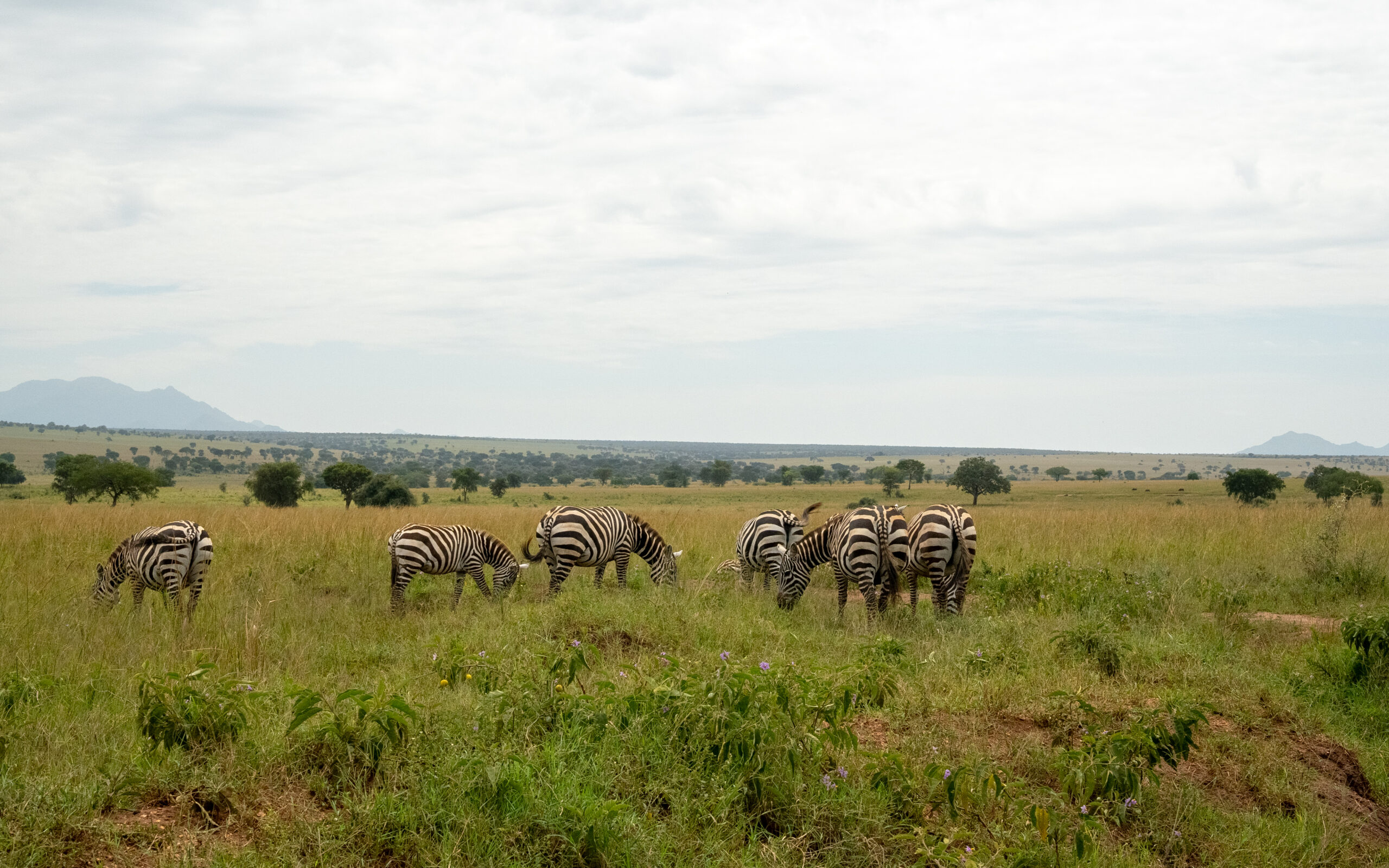 Plan an affordable Uganda safari with budget tips, costs, gorilla trekking, chimpanzees, wildlife parks, accommodation and smart travel advice