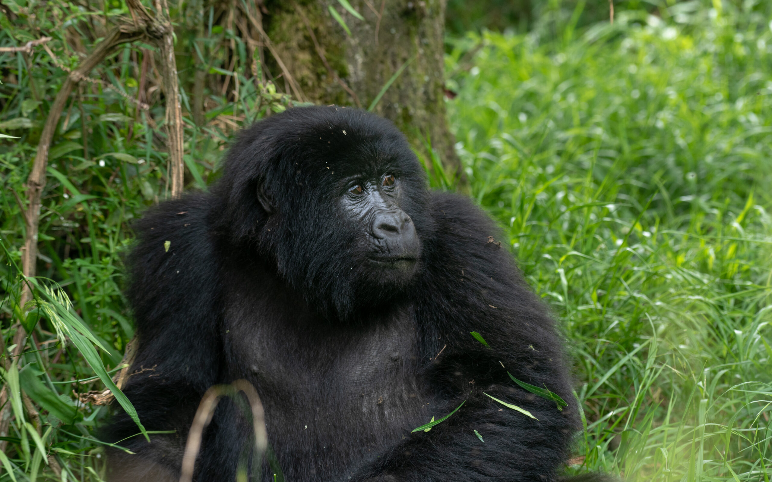Uganda vs Rwanda gorilla trekking compared. Discover permits, trekking difficulty, wildlife, travel time, value and which destination suits you best