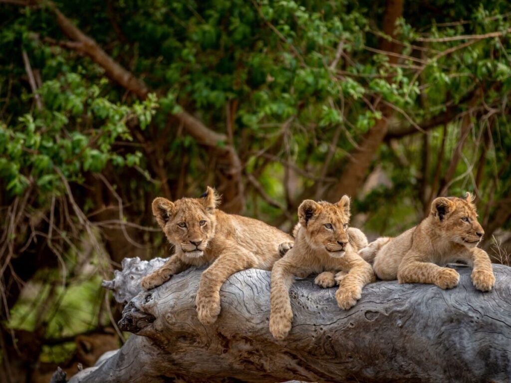 Serengeti National Park Vs Kruger National Park