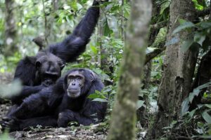 Discover chimpanzee trekking in Kibale Forest, Uganda, including costs, permits, best time, age limits, packing tips and what to expect.