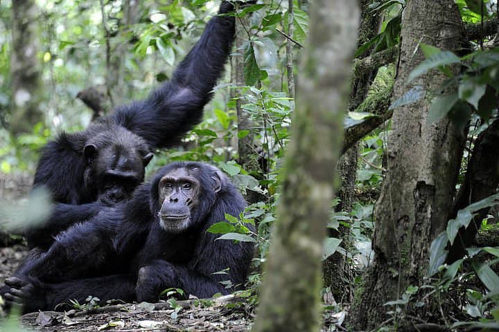 Discover chimpanzee trekking in Kibale Forest, Uganda, including costs, permits, best time, age limits, packing tips and what to expect.